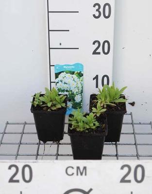 Myosotis palustris