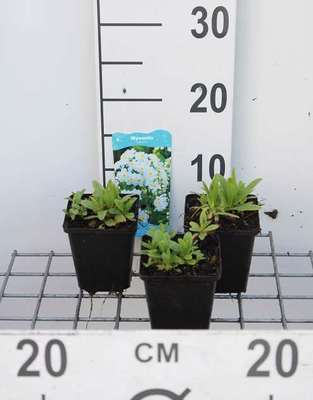 Myosotis palustris