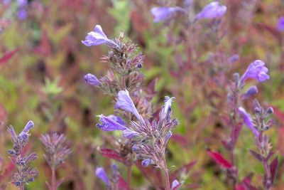 Nepeta faas. 'Blue Dragon'®