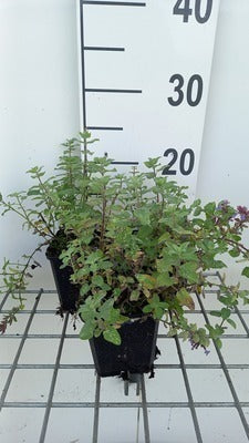 Nepeta faas. 'Blue Wonder'