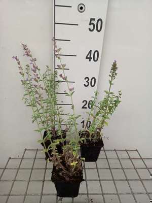 Nepeta faas. 'Grol'