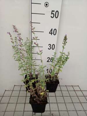 Nepeta faas. 'Grol'
