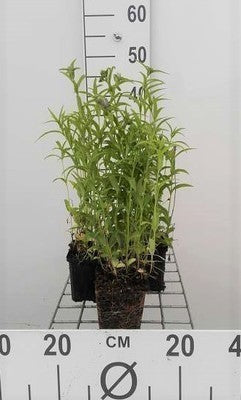 Nepeta nervosa