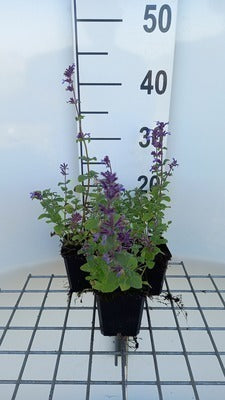 Nepeta racemosa 'Grog'