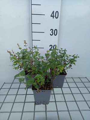 Nepeta racemosa 'Snowflake'