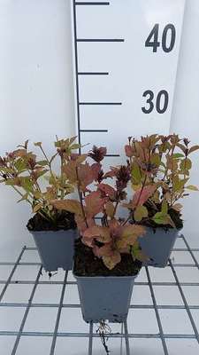 Nepeta subs. 'Sweet Dreams'