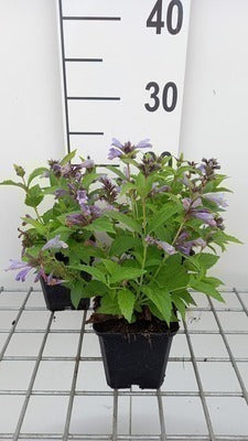 Nepeta subs. 'Washfield'