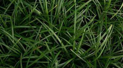 Ophiopogon japonicus