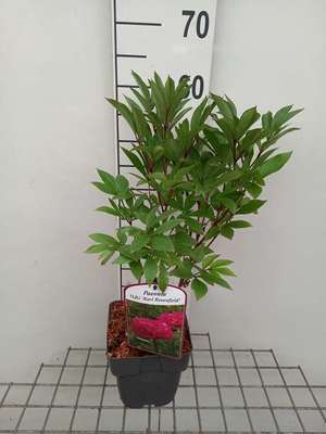Paeonia lact. 'Karl Rosenfield' (d)