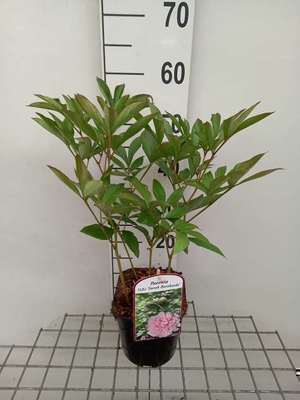 Paeonia lact. 'Sarah Bernhardt' (d)