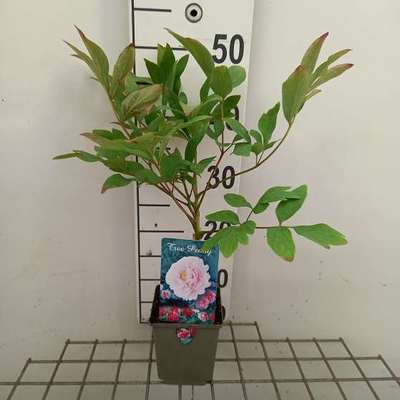Paeonia suff. roze/rose