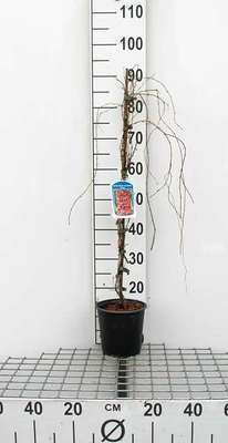 Parthenocissus tr. 'Veitchii'