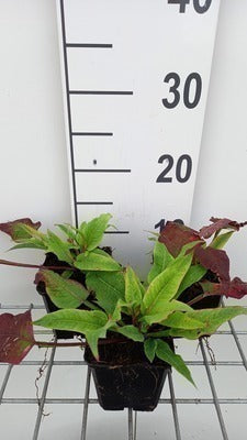 Persicaria ampl. 'Alba Junior'