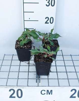 Persicaria ampl. 'Fat Domino'®