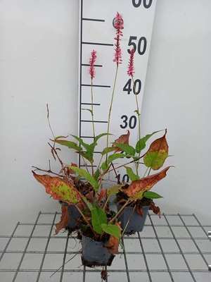 Persicaria amplexicaulis 'Flamingo Feathers'