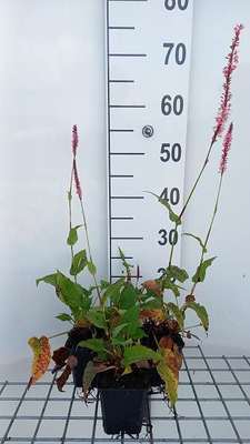 Persicaria ampl. 'Fine Pink'
