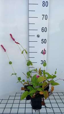 Persicaria ampl. 'Janet'