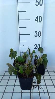 Persicaria amplexicaulis