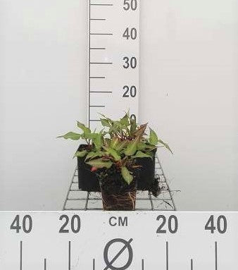 Persicaria ampl. 'Orange Field'®