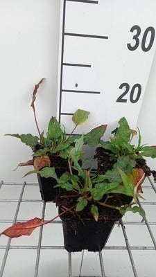 Persicaria ampl. 'Pink Elephant'®