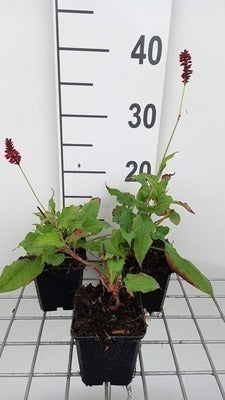 Persicaria ampl. 'Red Baron'