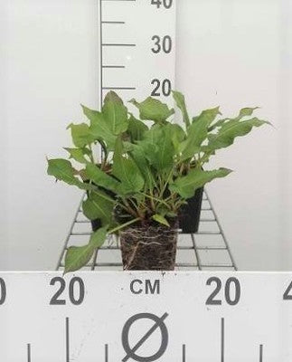 Persicaria ampl. 'Rosea'