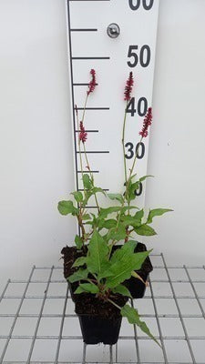 Persicaria ampl. 'Speciosa' (='firetail')
