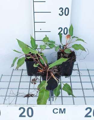 Persicaria ampl. 'Taurus'
