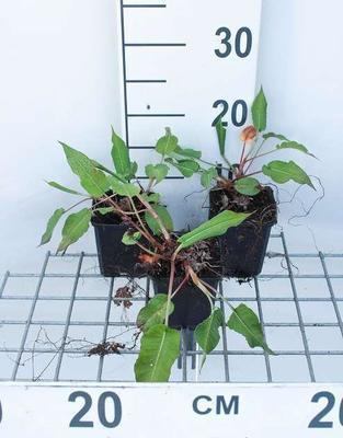 Persicaria ampl. 'Taurus'