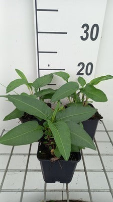 Persicaria bistorta (= polygonum bistorta)
