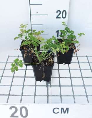 Petroselinum crispum