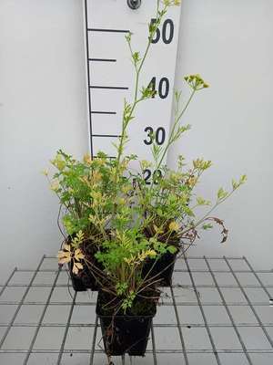 Petroselinum hortense