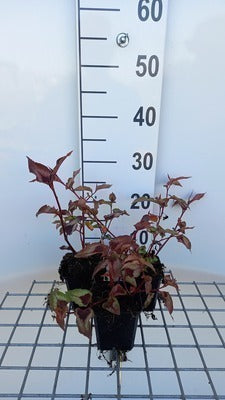 Persicaria micr. 'Red Dragon'®