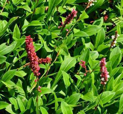 Persicaria aff. 'Darjeeling Red'