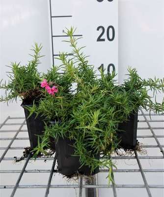 Phlox (s) 'Atropurpurea'