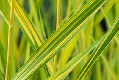 Phragmites austr. 'Variegatus'