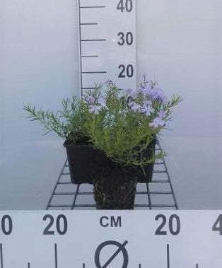 Phlox (s) 'Emerald Cushion Blue'
