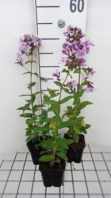 Phlox (p) 'Franz Schubert'