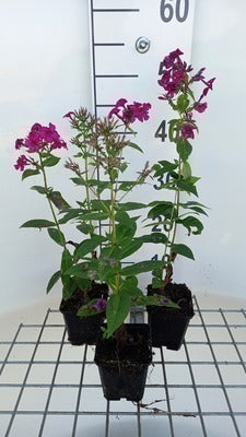 Phlox (p) 'Kirchenfürst'