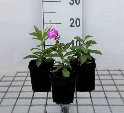 Phlox (p) 'Laura'