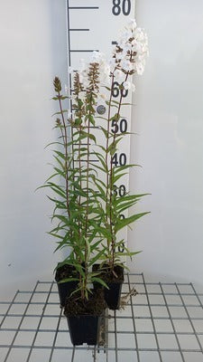 Phlox (m) 'Schneelawine'