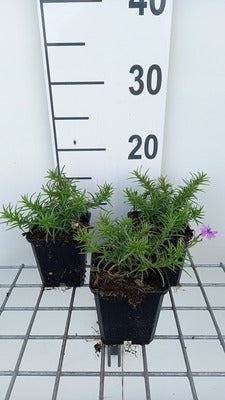 Phlox (s) 'Purple Beauty'