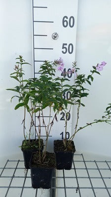 Phlox (p) 'Dixter'