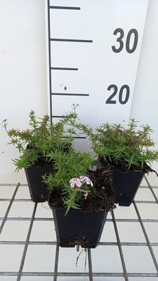 Phlox (s) 'Kimono Pink White'