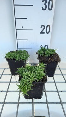 Phlox (s) 'Snowflake'