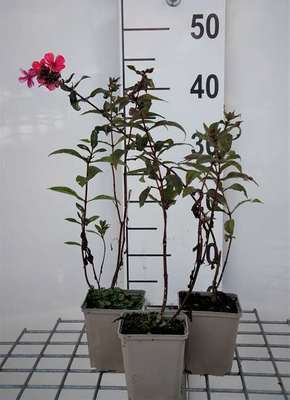 Phlox (p) 'Starfire'