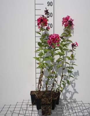 Phlox (p) 'Tenor'