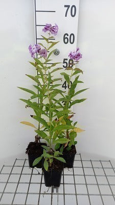 Phlox (p) 'Uspech'