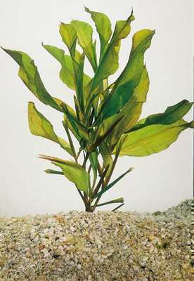 Potamogeton lucens