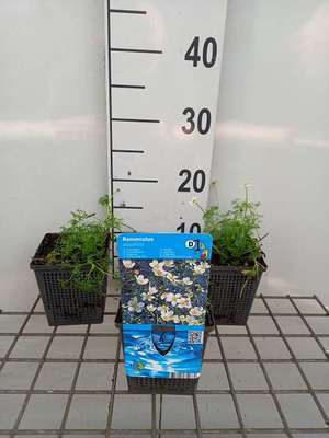 Ranunculus aquatilis